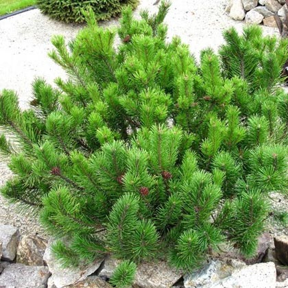 Pinus m. Mughus C10 (40-60)