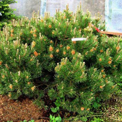 Pinus m. Mughus C10 (40-60)