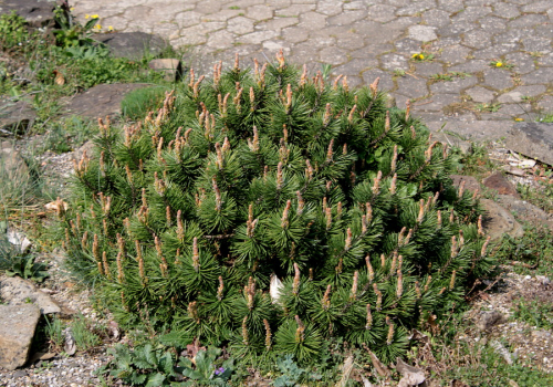 Pinus m. Humpy C10 (40-60)