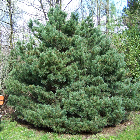 Сосна Pinus sylv. Watereri C3 (20 - 30)