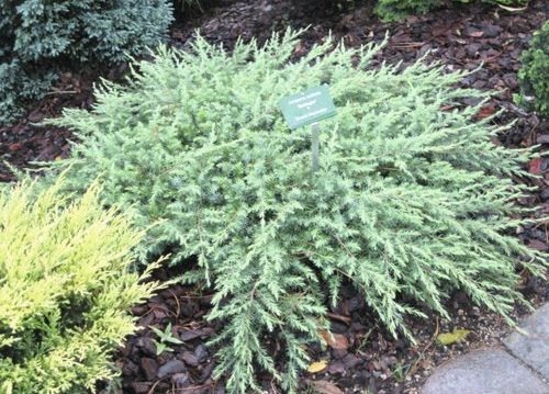 Juniperus conf. Schlager C14 (40-60)
