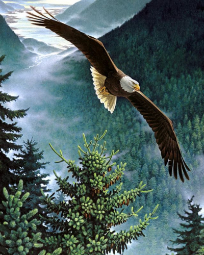 Картины по номерам 40х50 Американский орел