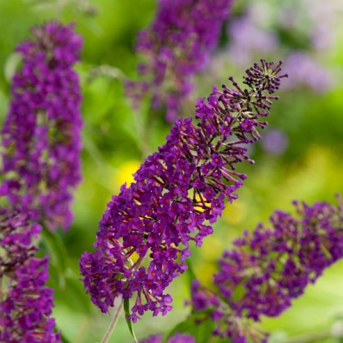 Буддлея(Buddleja) Nanho Purple, K18