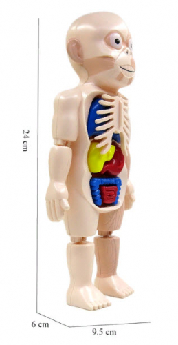 Набор Анатомия Человека Human Body Model