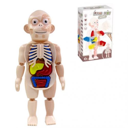 Набор Анатомия Человека Human Body Model
