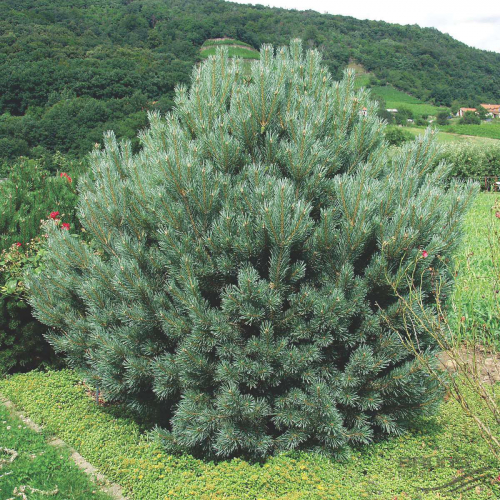 Сосна обыкновенная (Pinus sylvestris Watereri) C5 40-50