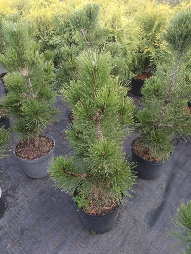 Сосна гельдрейха (Pinus heldreichii Satellit) C5 30 - 40