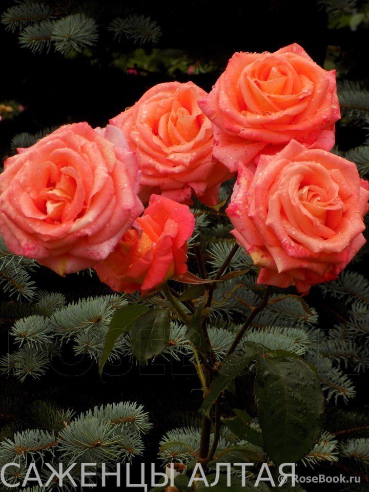 Роза ФОЛЬКЛОР ЧАЙНО-ГИБРИДНЫЕ