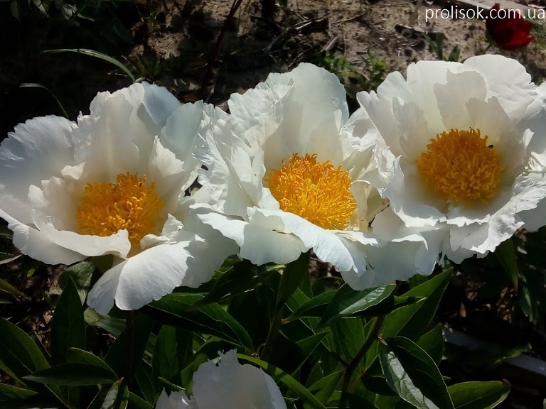 Пион edulis superba фото и описание