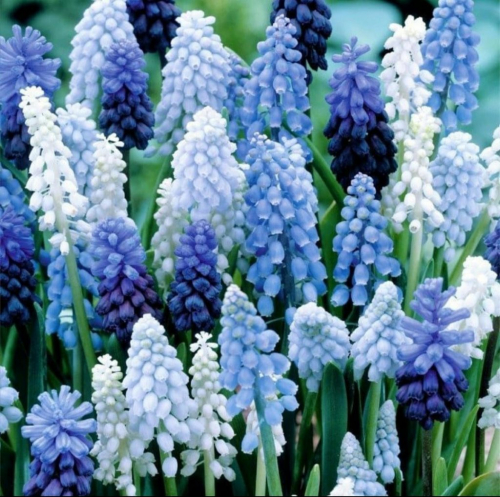 Muscari (Blue & light Blue & White)