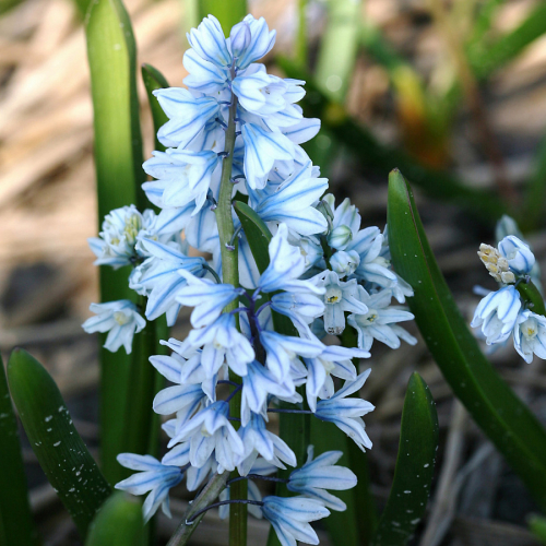 Puschinia Libanotica