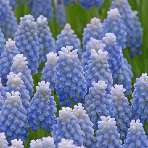 Muscari Mount Hood