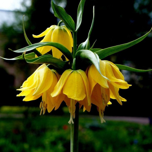 Fritillaria imp. Lutea