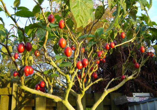 Цифомандра-томатное дерево