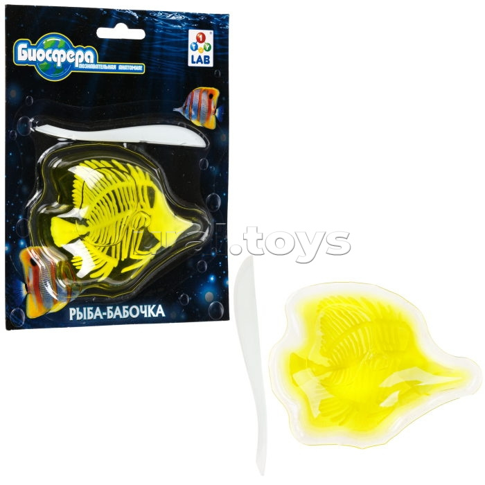 Познавательная анатомия, мини набор