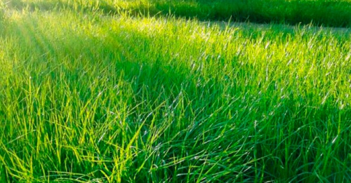 Газон*Фацелия 20г