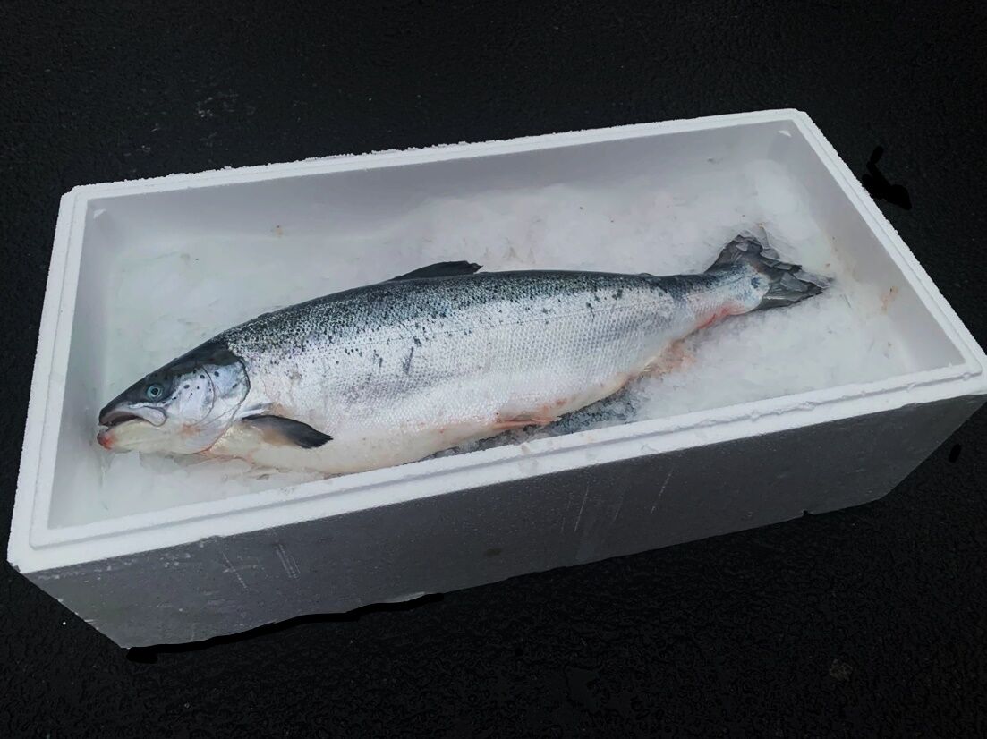 Сёмга - Лосось охлажденный Атлантический Мурманск 6-7 кг