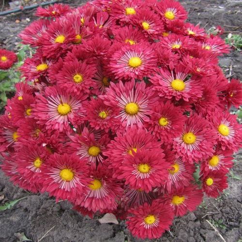 Вереснёвый бисер Хризантема корейская