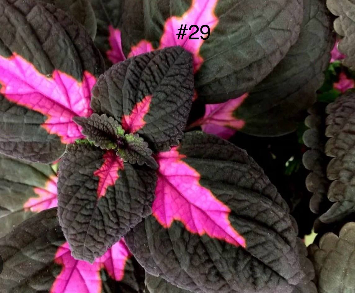 Колеус MS Fifth Avenue