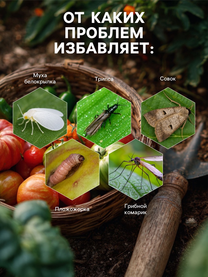 Средство от насекомых и вредителей «Боверин», 50 г