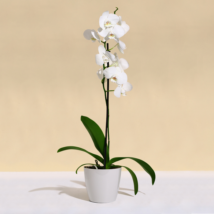 Кашпо для цветов, d=12.5 см, 1 л, пластик, бежевое