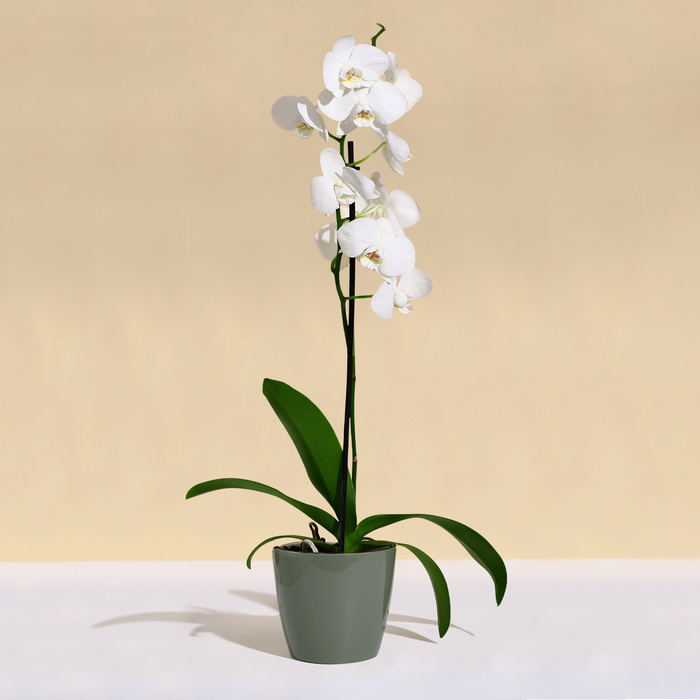 Кашпо для цветов, d=21 см, 5.2 л, пластик, зелёное, шалфей