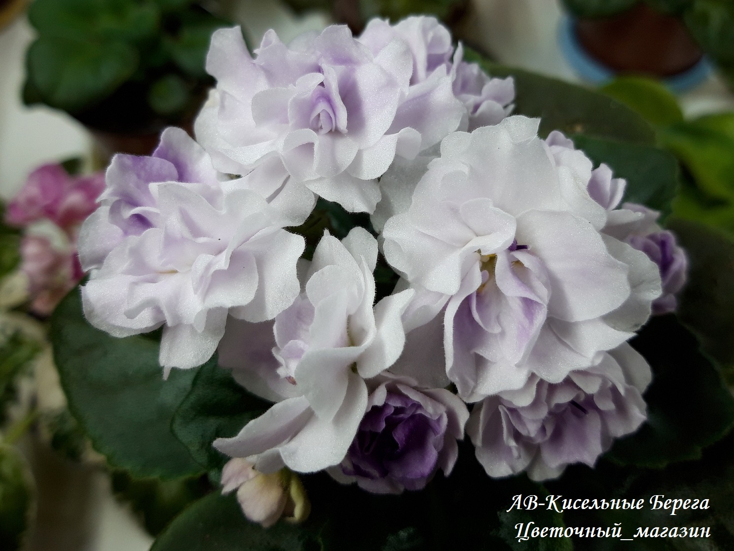Фиалка АВ-Кисельные Берега