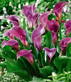 Калла Пёпл Сенсейшн 14/16 1 шт Поиск