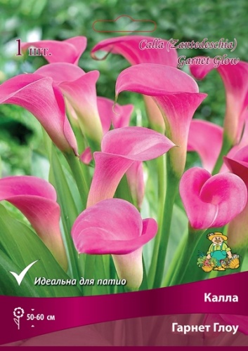 Калла Гарнет Глоу 14/16 1 шт Поиск