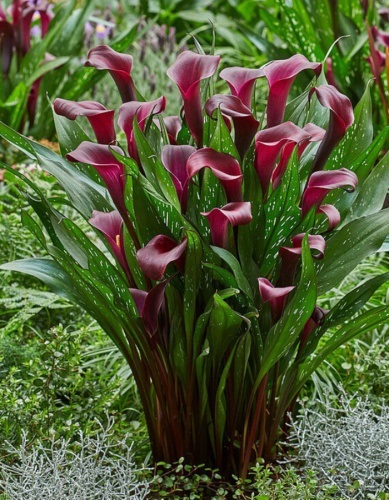 Калла (уп.2) Макао 12/14 Поиск