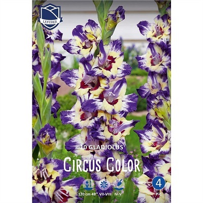 Гладиолусы Циркус Колор 14/16 (уп.10) ЛЕФЕБЕР 85040