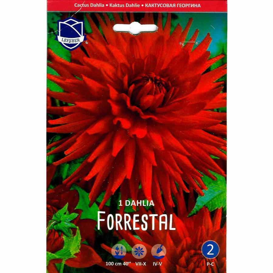 Георгина Форрестал 1 шт ЛЕФЕБР 72210