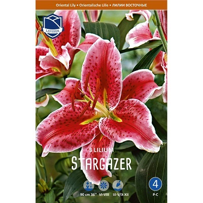 Лилии Старгейзер 16/+ (уп.3) ЛЕФЕБР Восточная