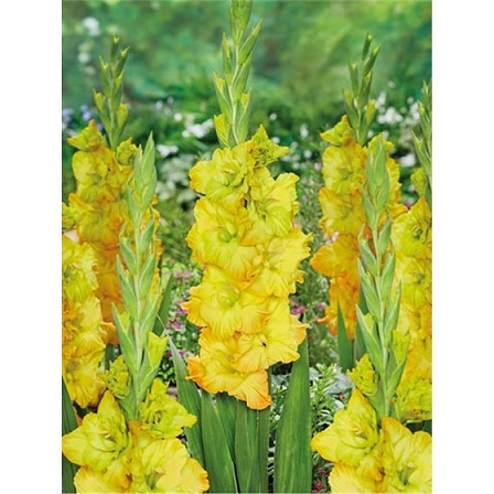 Гладиолусы Блитц Фьюжен 12/14 (уп.10) ЛЕФЕБЕР 80520