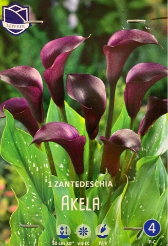 Калла Акела 16/+ (уп.1) ЛЕФЕБР 05810