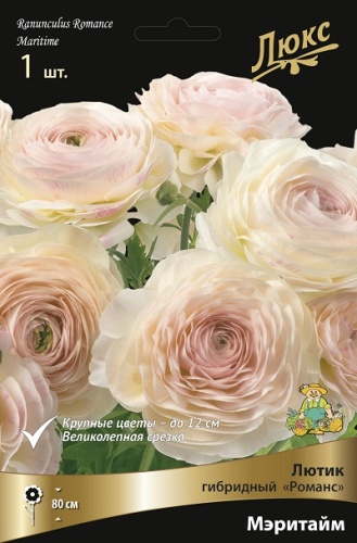 Ранункулюс Лютик