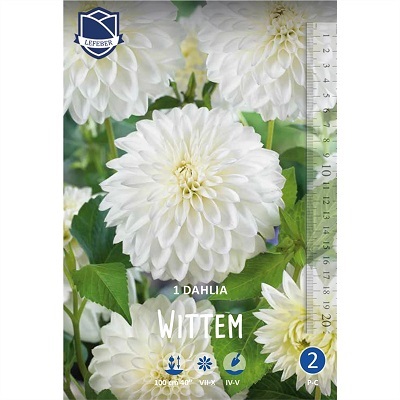 Георгина Виттем 1 шт ЛЕФЕБЕР