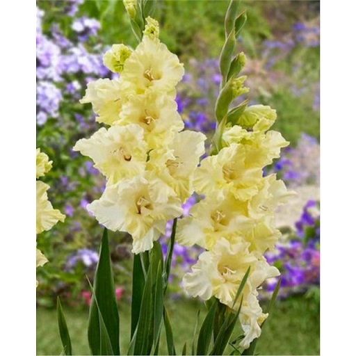 Гладиолусы Хэппи Тач 12/14 (уп.10) ЛЕФЕБЕР 86120