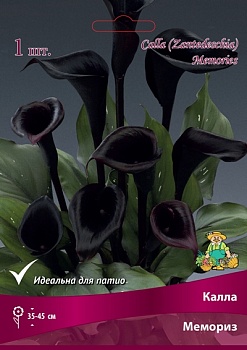 Калла Мемориз 14/16 1 шт Поиск