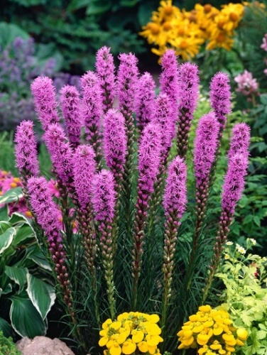 Лиатрис колосковый Кобольд 6/7 (уп.10) Поиск