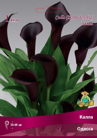 Калла Одесса 14/16 1 шт Поиск