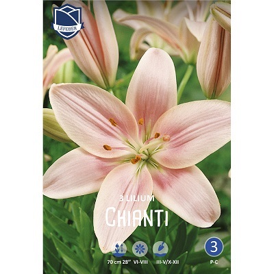 Лилии Кьянти 14/+ (уп.3) ЛЕФЕБР 64240