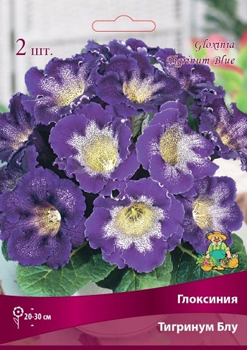 Глоксиния Тигринум Блу 4/5 (уп.2) Поиск