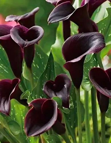 Калла (уп.2) Арабиан Найт 12/14 Поиск