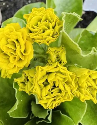 Примула ушковая Форест Лемон 1 шт Поиск