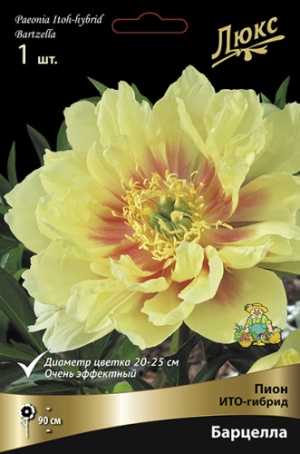 Пионы Барцелла 2-3 (уп.1 шт) Поиск, ИТО-гибрид