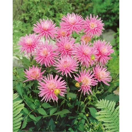 Георгина Парк Принцесс 1 шт ЛЕФЕБР 73810