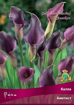 Калла Аметист 14/16 1 шт Поиск