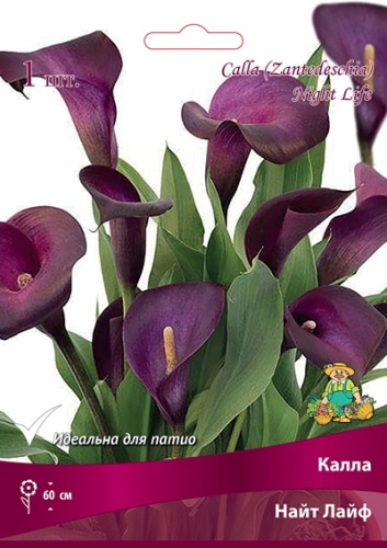 Калла Найт Лайф 14/16 1 шт Поиск