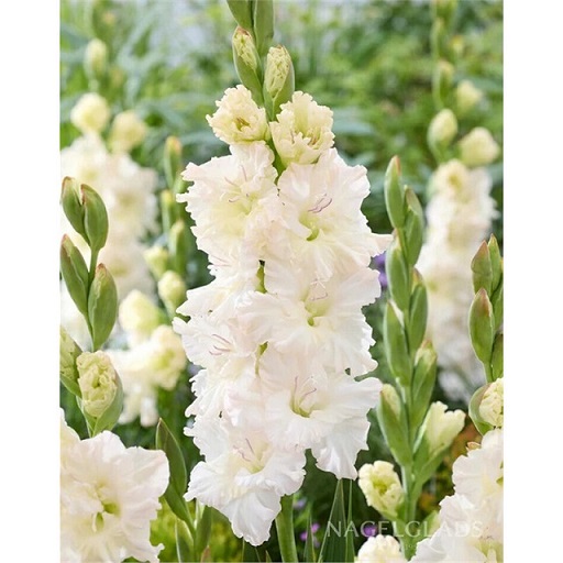 Гладиолусы Айвори Перфекшн 12/14 (уп.10) ЛЕФЕБЕР 82220